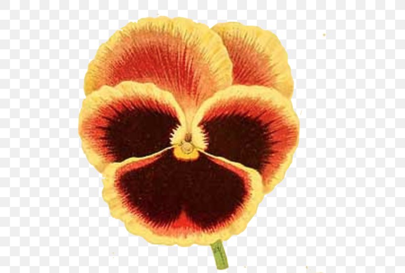Pansy Violet Deadheading Seed Clip Art, PNG, 518x554px, Pansy, Bloomington, Court, Deadheading, Drawing Download Free