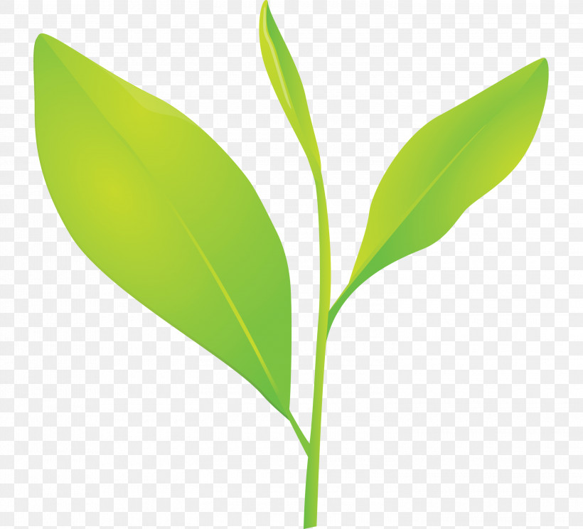 Tea Leaves Leaf Spring, PNG, 3000x2724px, Tea Leaves, Flower, Herbaceous Plant, Leaf, Perennial Plant Download Free