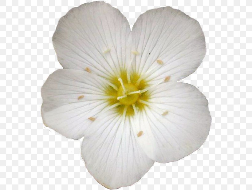Common Evening-primrose Florblanca Resort, PNG, 563x618px, Common Eveningprimrose, Evening Primrose, Flower, Mallow Family, Petal Download Free