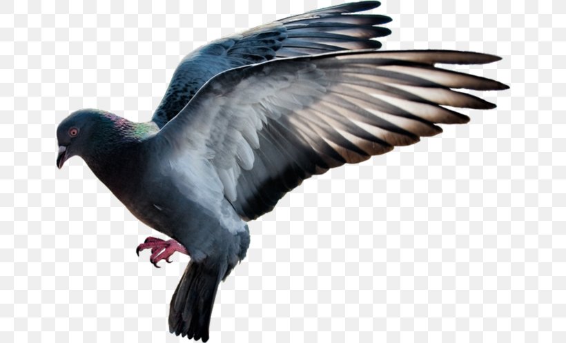 Domestic Pigeon Columbidae Flight, PNG, 658x497px, Domestic Pigeon, Beak, Bird, Columbidae, Ducks Geese And Swans Download Free