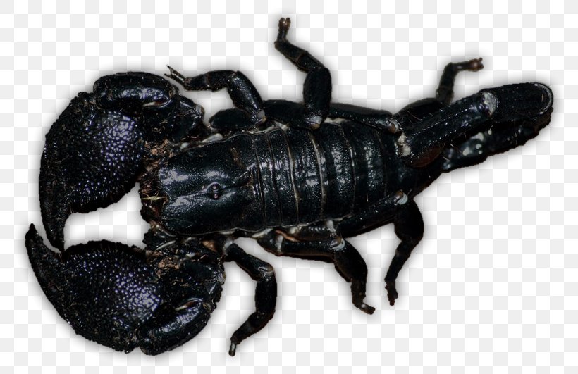 Emperor Scorpion Deathstalker Pet Venom, PNG, 800x531px, Scorpion, Animal, Arachnid, Arthropod, Deathstalker Download Free