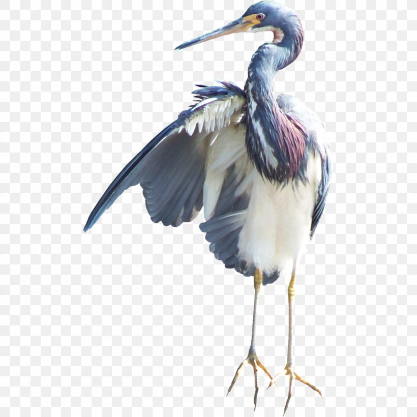 Heron Bird Crane Marabou Stork White Stork, PNG, 1024x1024px, Heron, Beak, Bird, Bird Flight, Bird Migration Download Free