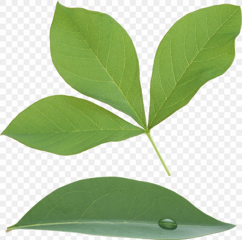 Leaf, PNG, 2560x2541px, Leaf, Clipping Path, Dots Per Inch, Image File Formats, Image Resolution Download Free