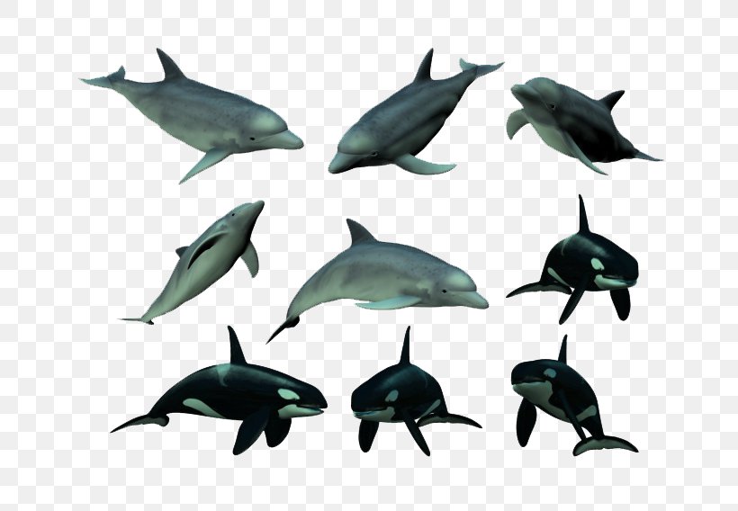 Tucuxi Dolphin Killer Whale, PNG, 760x568px, Tucuxi, Animation, Cetacea, Dolphin, Fauna Download Free
