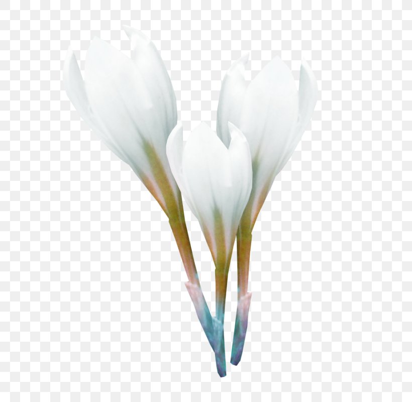 Crocus Clip Art, PNG, 667x800px, 2018, Crocus, Bud, Easter, Flower Download Free