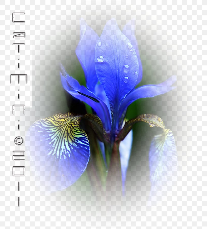 Desktop Wallpaper Computer Wallpaper, PNG, 740x910px, Computer, Blue, Flower, Flowering Plant, Iris Download Free