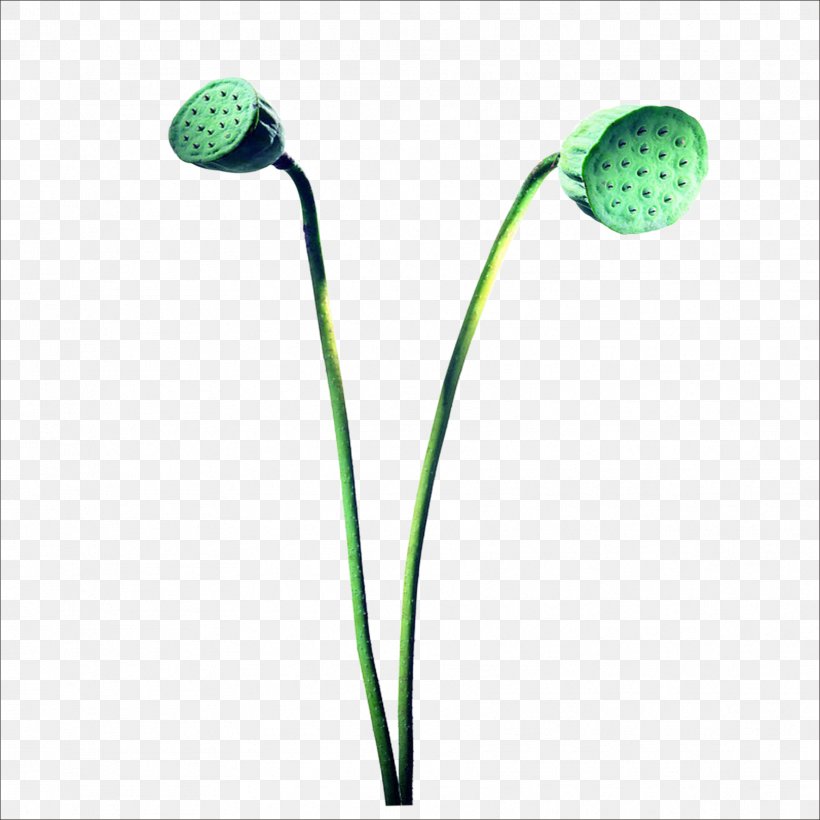 Nelumbo Nucifera Lotus Seed Clip Art, PNG, 1773x1773px, Nelumbo Nucifera, Audio, Audio Equipment, Google Images, Grass Download Free