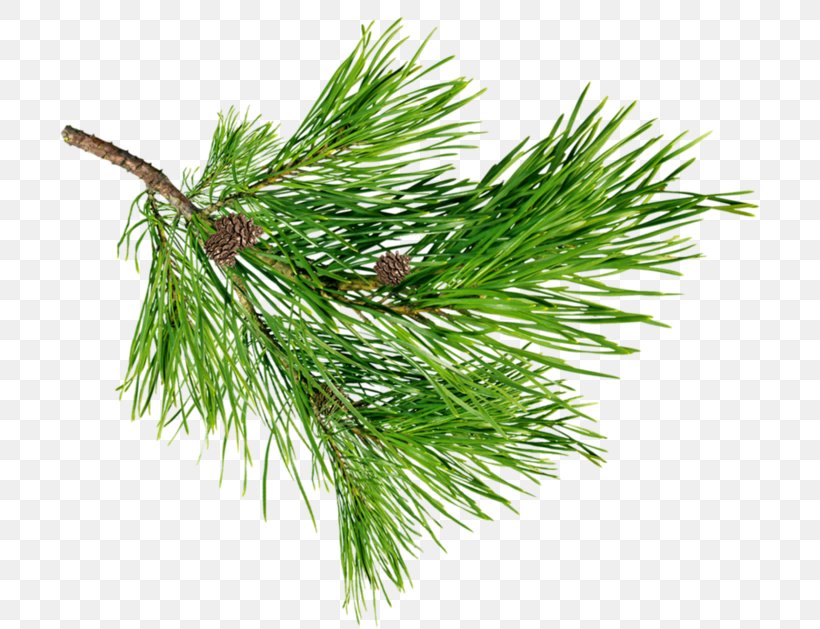 Pine Spruce Fir Larch Plant, PNG, 700x629px, Pine, Branch, Cedar, Christmas Ornament, Conifer Download Free