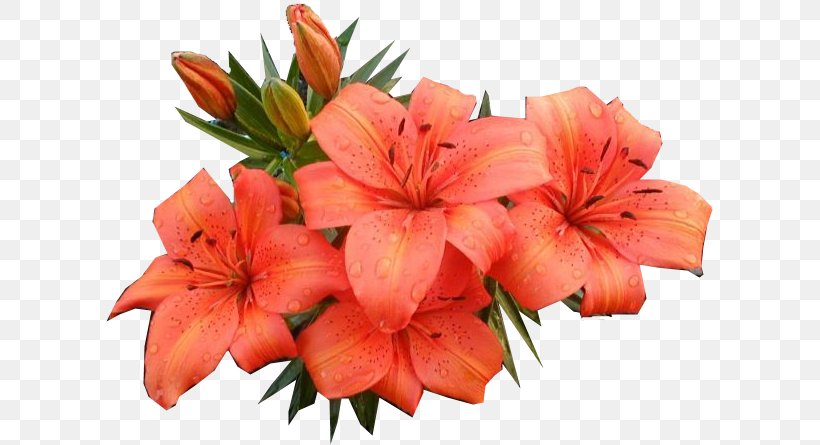 Clip Art Flower Adobe Photoshop Psd, PNG, 607x445px, Flower, Amaryllis, Cut Flowers, Digital Image, Flowering Plant Download Free