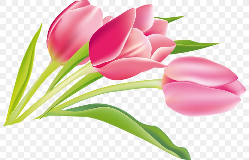 Tulip Cut Flowers Summer Hit Plant Stem, PNG, 800x526px, Tulip, Bud, Cut Flowers, Flower, Flowering Plant Download Free