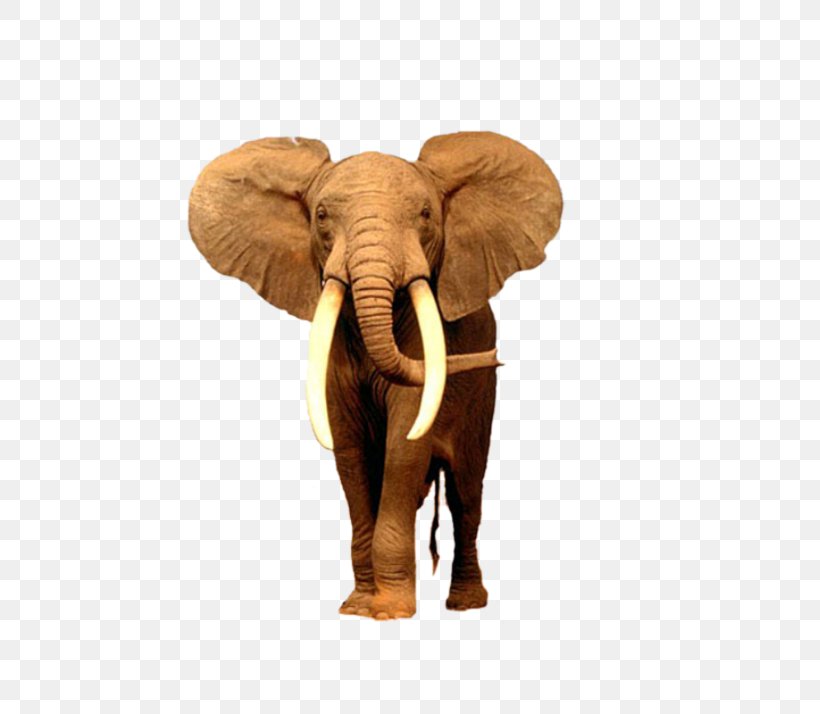 African Bush Elephant Desktop Wallpaper Asian Elephant, PNG, 600x714px, Elephant, African Bush Elephant, African Elephant, Animal, Asian Elephant Download Free