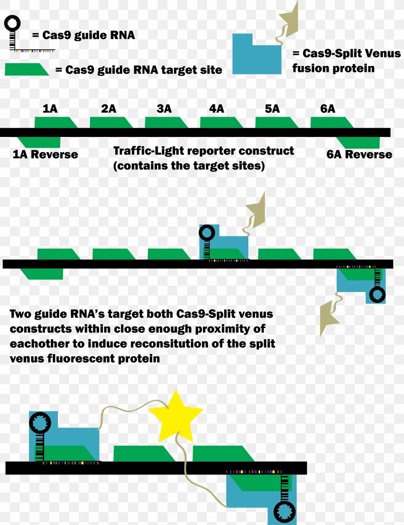 Cas9 Green Fluorescent Protein CRISPR Transfection Fusion Protein, PNG, 2440x3174px, Green Fluorescent Protein, Area, Crispr, Cterminus, Diagram Download Free