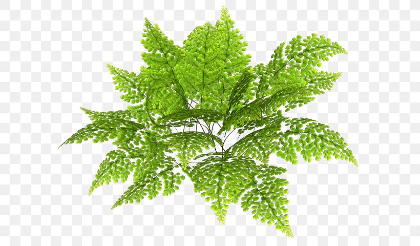 Fern Herbalism Leaf, PNG, 594x480px, Fern, Ferns And Horsetails, Herb, Herbalism, Leaf Download Free