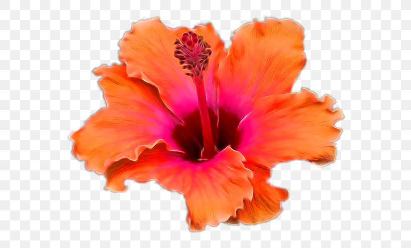 Hibiscus Teller, PNG, 600x495px, Hibiscus, Flower, Flowering Plant, Mallow Family, Malvales Download Free