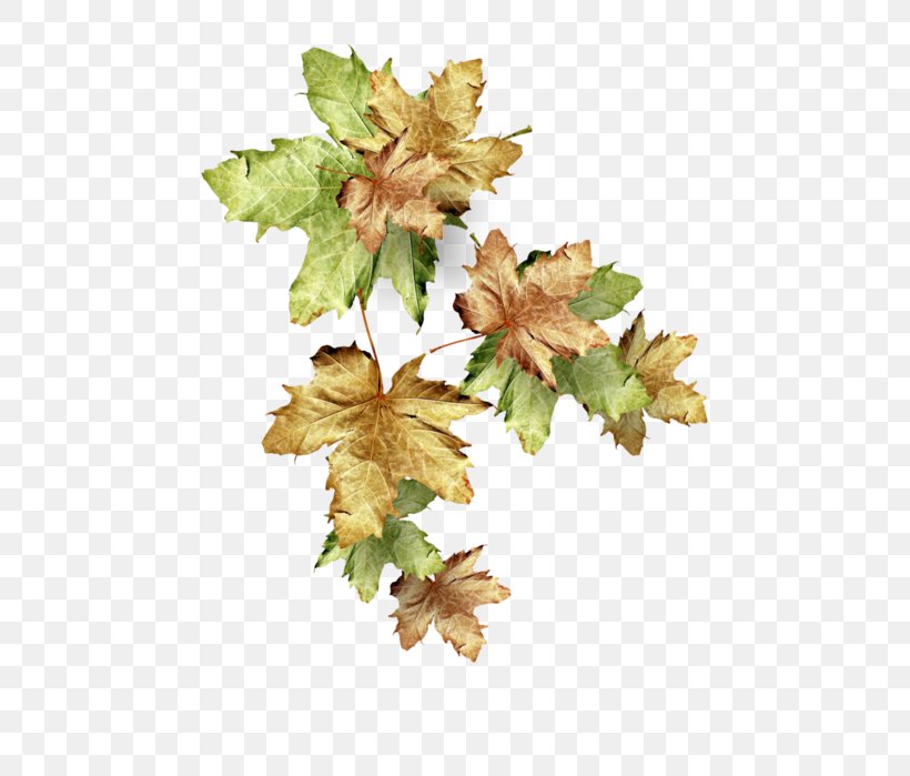 Autumn Leaves Image Leaf, PNG, 533x699px, Autumn, Autumn Leaves, Collage, Digital Image, Drawing Download Free