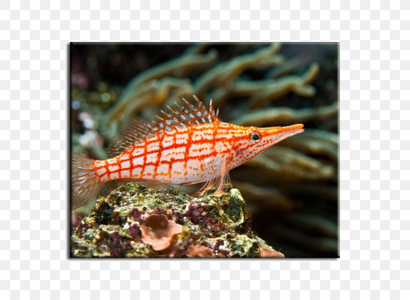 Coral Reef Fish Hawkfish Saltwater Fish, PNG, 600x600px, Coral Reef Fish, Aquarium, Coral, Coral Reef, Ecosystem Download Free