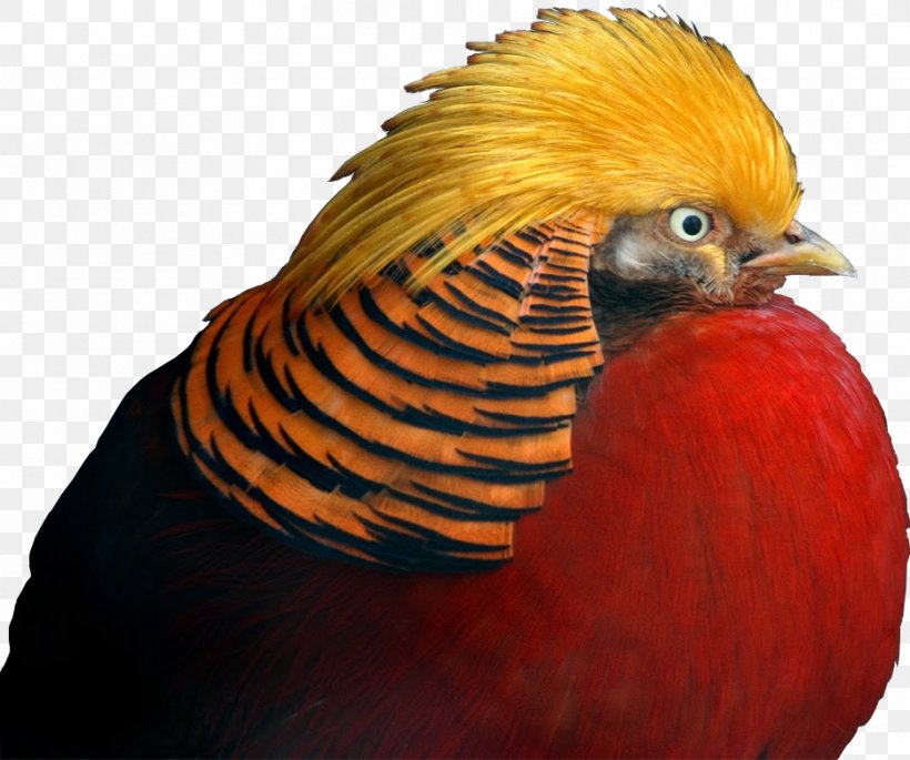 Golden Pheasant Galliformes Beak Feather, PNG, 935x782px, Golden Pheasant, Beak, Bird, Fauna, Feather Download Free