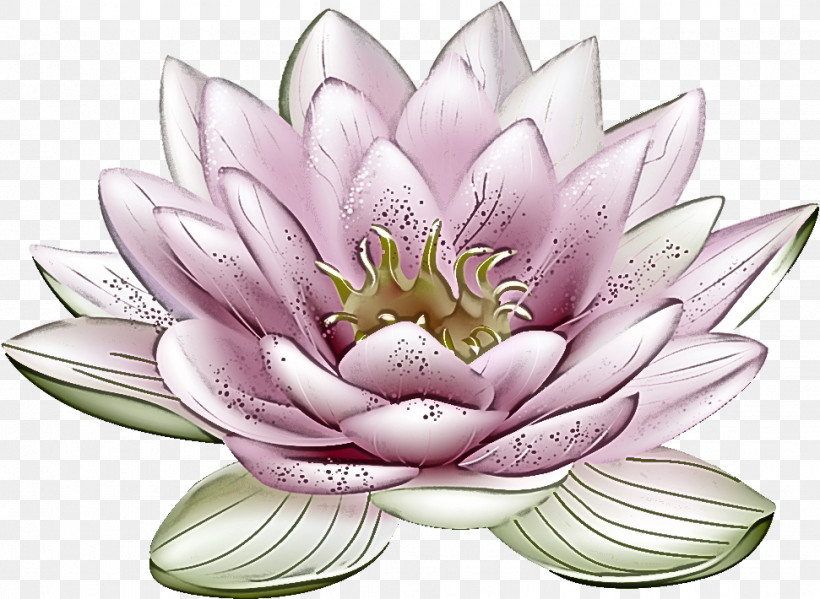 Lotus Flower, PNG, 971x710px, Lotus Flower, Cut Flowers, Floristry, Flower, Nymphaea Nelumbo Download Free