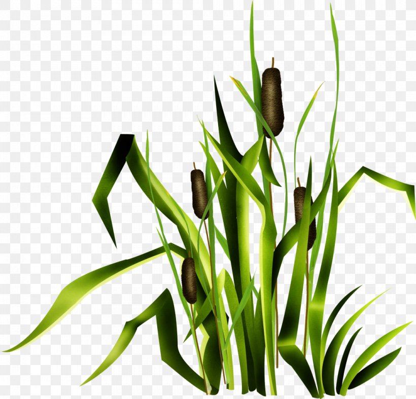 Reed Download Clip Art, PNG, 1066x1024px, Reed, Albom, Aquatic Plants, Commodity, Computer Software Download Free