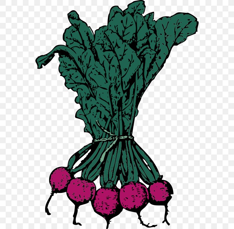 Beetroot Clip Art Vector Graphics Sugar Beet Vegetable, PNG, 574x800px, Beetroot, Beet, Beetroots, Fictional Character, Flower Download Free