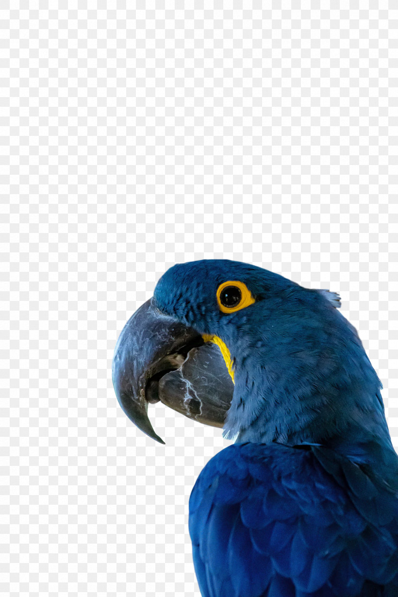 Feather, PNG, 1200x1800px, Macaw, Beak, Biology, Birds, Cobalt Download Free