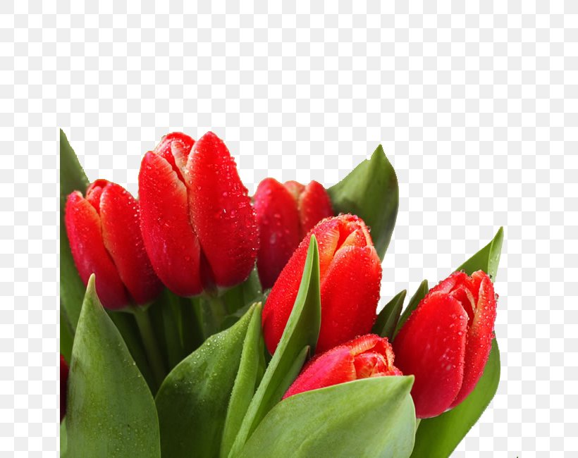 Flower Tulip Dew High-definition Television Wallpaper, PNG, 650x650px, 4k Resolution, Flower, Bud, Dew, Drop Download Free