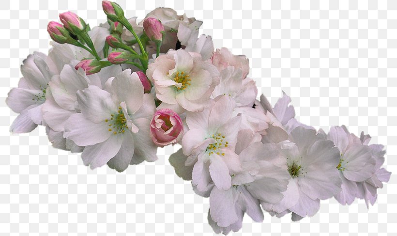 Flower White, PNG, 800x487px, Flower, Blossom, Branch, Cherry Blossom, Cut Flowers Download Free