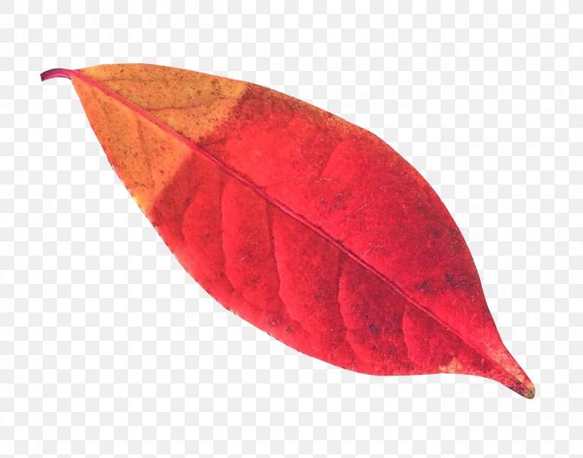 Leaf Autumn, PNG, 1392x1096px, Leaf, Autumn, Autumn Leaves, Deciduous, Information Download Free
