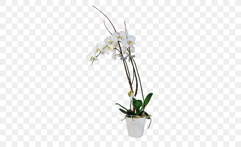 Moth Orchids Floral Design Dendrobium Flowerpot Cut Flowers, PNG, 500x500px, Moth Orchids, Artificial Flower, Branch, Cut Flowers, Dendrobium Download Free