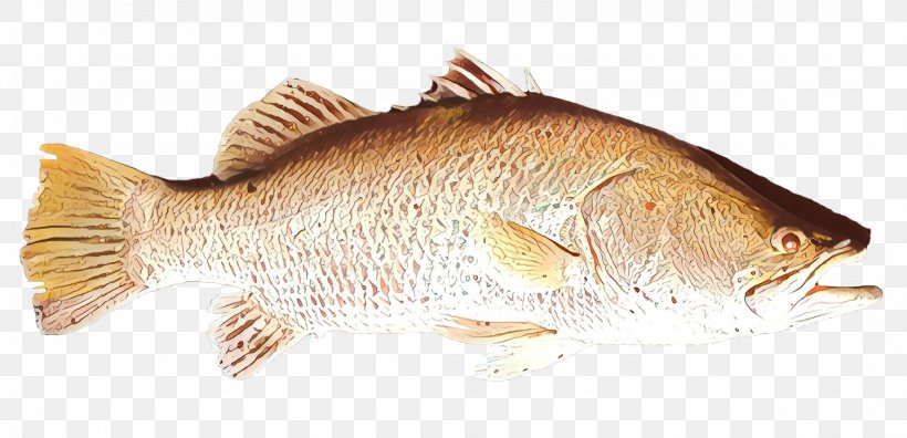 Northern Red Snapper Tilapia Barramundi Fish Products Perch, PNG, 2150x1039px, Northern Red Snapper, Barramundi, Bonyfish, Carp, Fauna Download Free