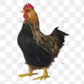 Chicken - Rooster Chicken Farm Hen Feather PNG