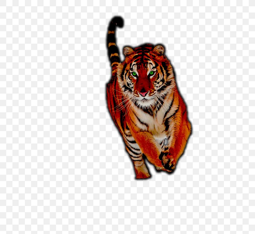 Siberian Tiger Wildlife, PNG, 499x750px, Siberian Tiger, Animal, Animal Sauvage, Big Cats, Carnivoran Download Free