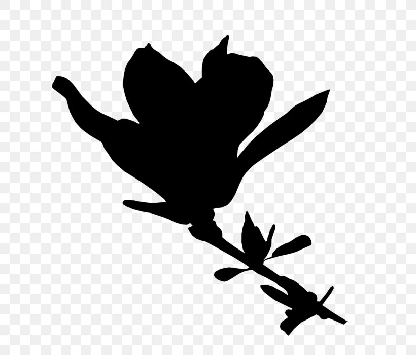 Clip Art Chinese Magnolia Black & White, PNG, 671x700px, Chinese Magnolia, Black White M, Blackandwhite, Botany, Branch Download Free