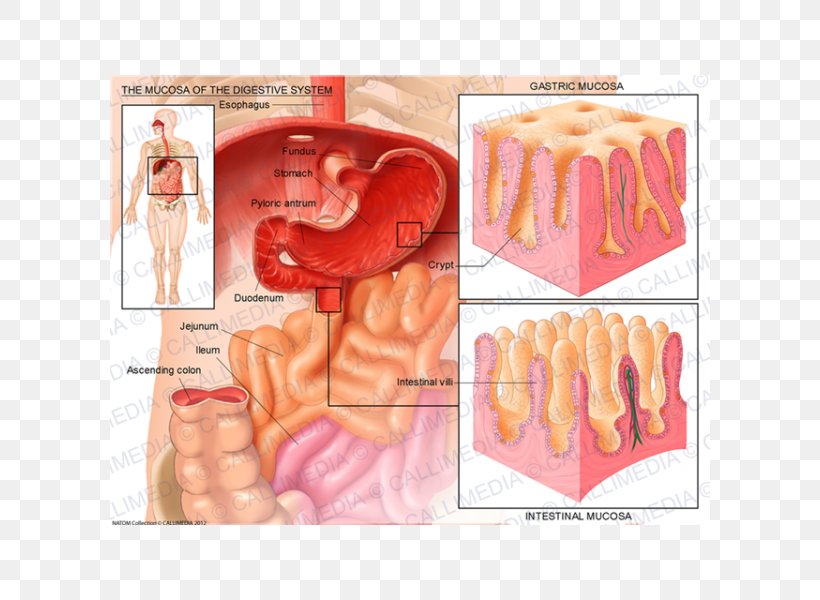 Mucous Membrane Anatomy Digestion Gastroenterology Gastroesophageal Reflux Disease, PNG, 600x600px, Watercolor, Cartoon, Flower, Frame, Heart Download Free