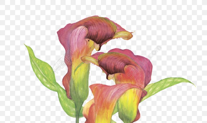Watercolor Painting Stock Illustration Stock Photography Royalty-free, PNG, 780x488px, Watercolor Painting, Art, Arum Family, Botanical Illustration, Botany Download Free