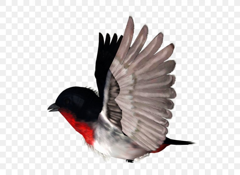 Bird Rook Clip Art, PNG, 600x600px, Bird, Beak, Eurasian Bullfinch, Feather, Information Download Free