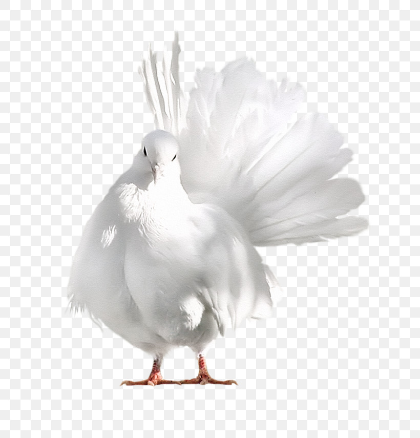 Feather, PNG, 658x855px, Bird, Beak, Feather, Peace, Pigeons And Doves Download Free