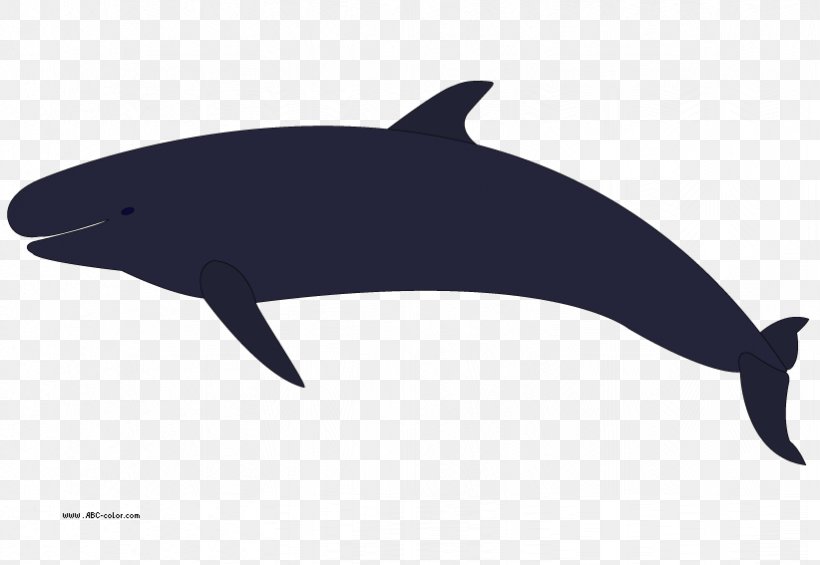 Killer Whale Humpback Whale Clip Art, PNG, 822x567px, Killer Whale, Beluga Whale, Black, Black And White, Blue Whale Download Free