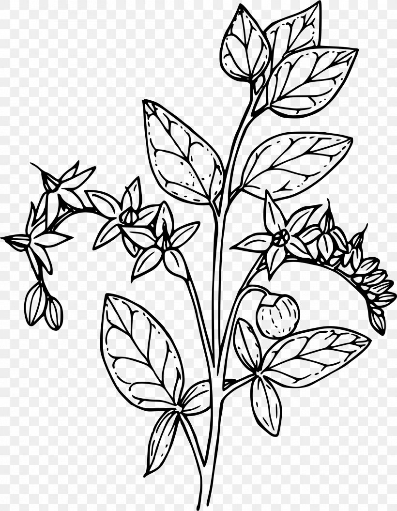 Line Art Vine Clip Art, PNG, 1864x2400px, Line Art, Artwork, Black And White, Branch, Brush Footed Butterfly Download Free