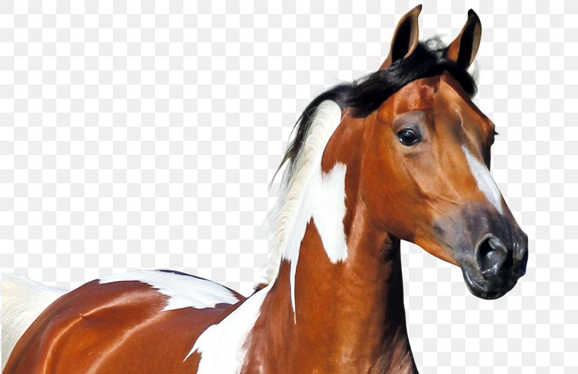 Mane Welsh Pony And Cob Mustang Stallion, PNG, 815x531px, Mane, Bit, Bridle, Colt, Equestrian Centre Download Free
