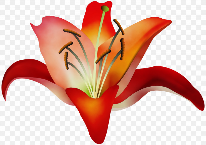 Orange, PNG, 3000x2110px, Watercolor, Amaryllis Belladonna, Daylily, Flower, Lily Download Free
