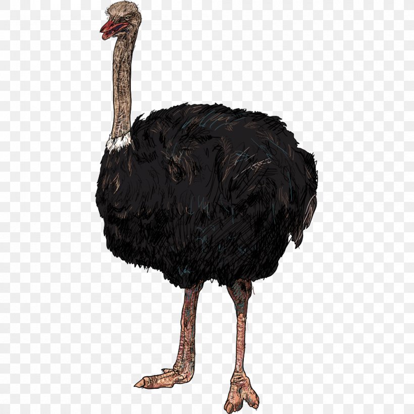 Bird Common Ostrich Parrot Illustration, PNG, 1000x1000px, Bird, Animal, Beak, Cartoon, Comics Download Free