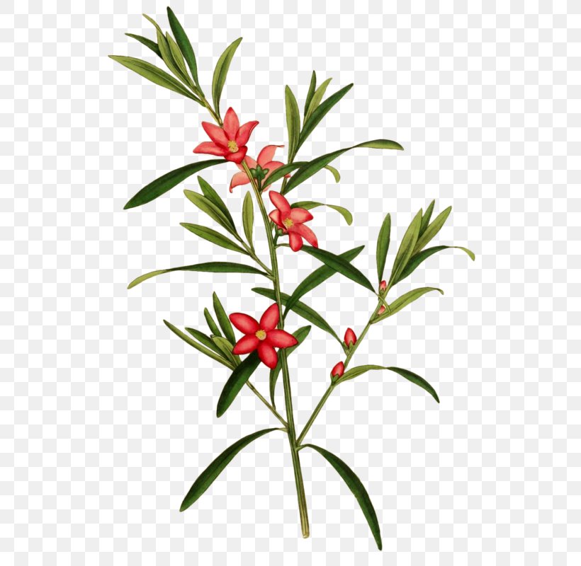 Botanical Illustration Botany, PNG, 555x800px, Botanical Illustration, Art, Botany, Branch, Digital Image Download Free