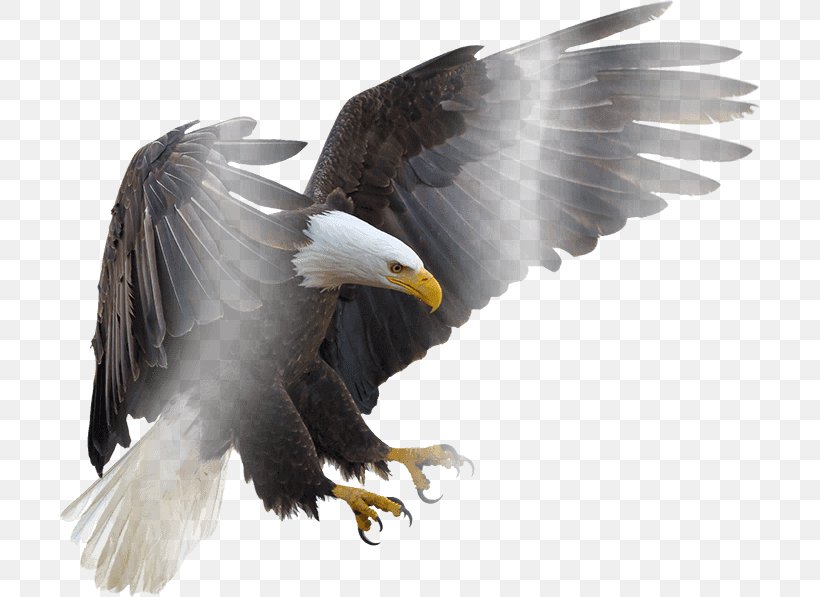 Bald Eagle Bird Hawk Vulture, PNG, 700x597px, Bald Eagle, Accipitriformes, Animal, Beak, Bird Download Free