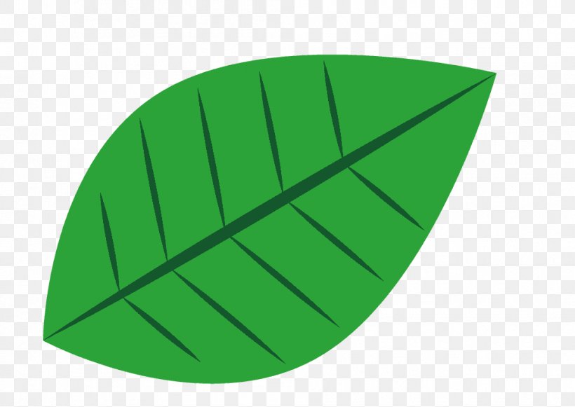 Leaf European Beech American Beech Aesculus Lindens, PNG, 1004x712px, Leaf, Aesculus, Beech, Birch, Drawing Download Free