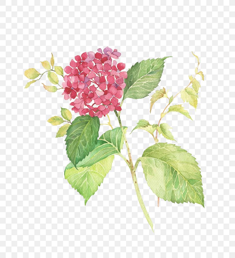 Painting Drawing Art Flower, PNG, 743x900px, Painting, Art, Cornales, Creativity, Digital Painting Download Free