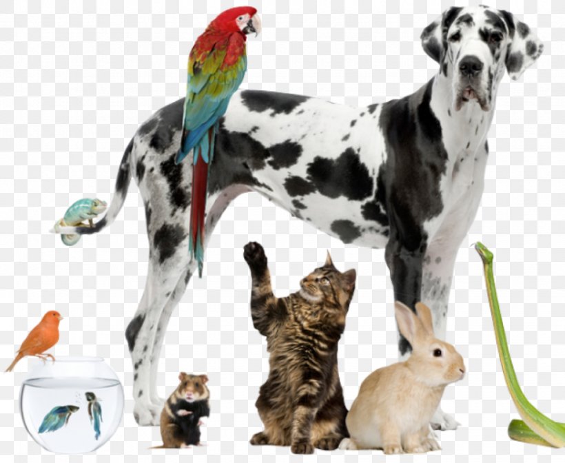 Pet Sitting Pet Shop Cairn Terrier Dog Walking, PNG, 975x800px, Pet Sitting, Animal Shelter, Cairn Terrier, Cat Litter Trays, Companion Dog Download Free