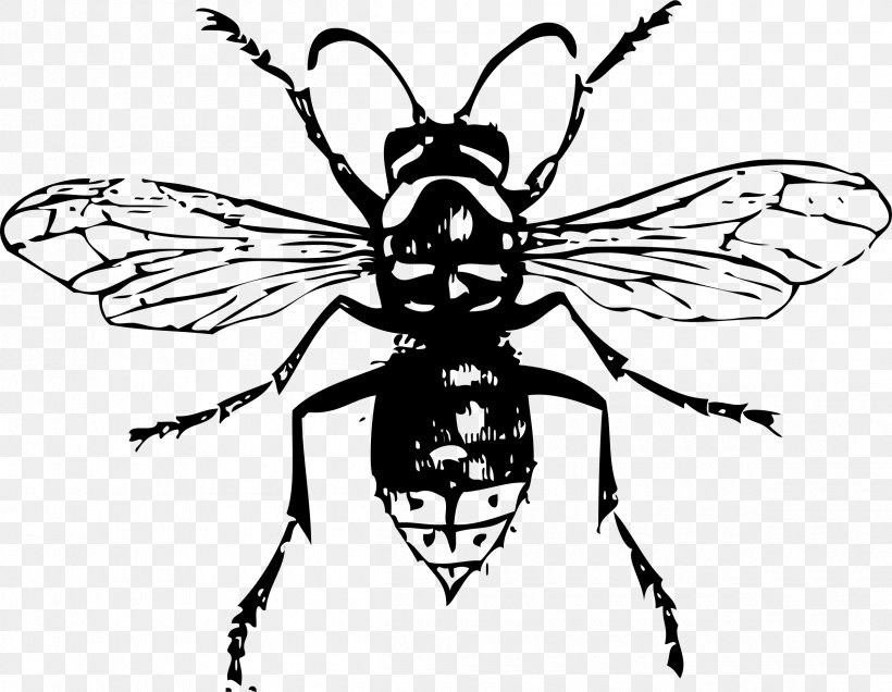 Bald-faced Hornet Insect Drawing Clip Art, PNG, 2400x1862px, Hornet, Arthropod, Artwork, Baldfaced Hornet, Bee Download Free