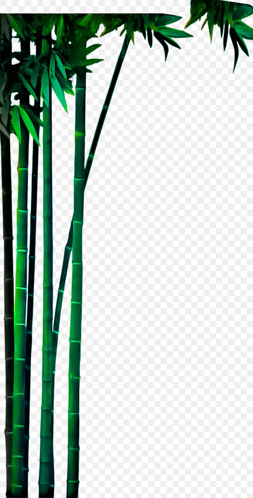Bamboo Bamboe Green, PNG, 1330x2621px, Bamboo, Arecales, Bamboe, Branch, Concepteur Download Free