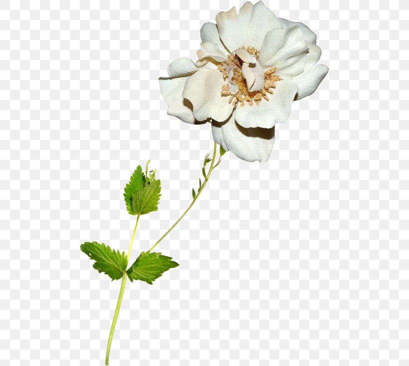 Garden Roses Cut Flowers Anemone Petal, PNG, 500x733px, Garden Roses, Anemone, Cut Flowers, Flower, Flowering Plant Download Free